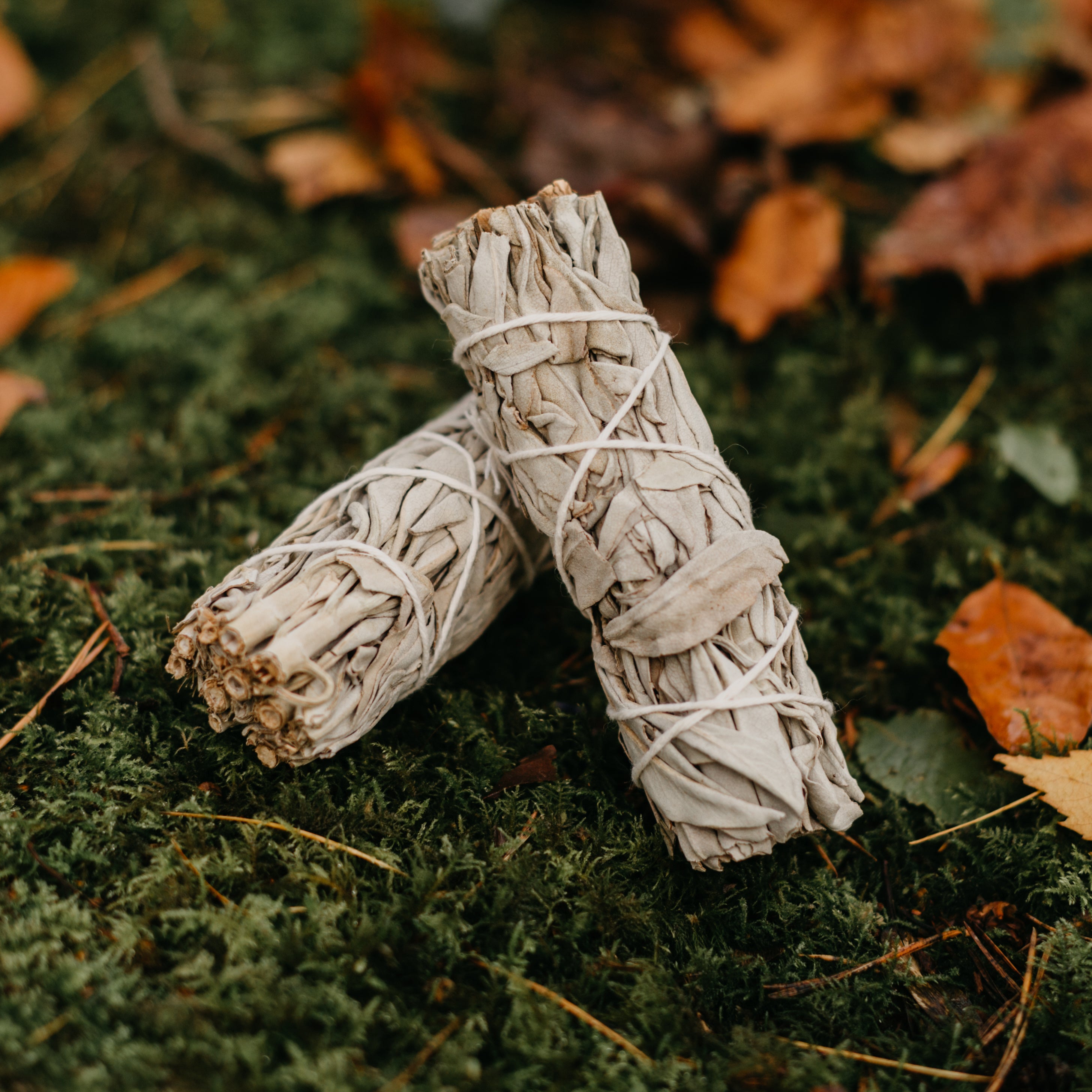 White Sage Smudge Stick